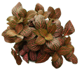 Red Fittonia